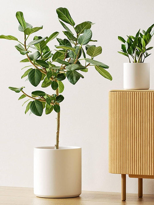 Set of 3 White Plant Pots with Drainage Holes & Plugs